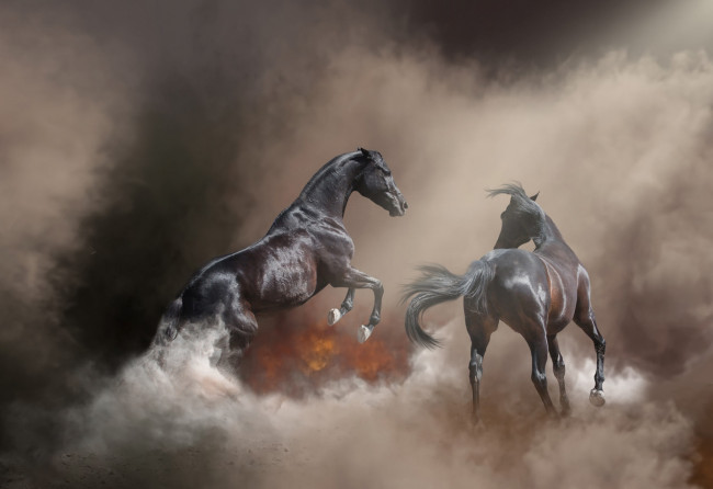 Обои картинки фото животные, лошади, лошадь, конь, огонь, пожар, фон, туман, поза, природа
