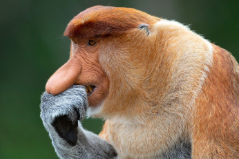 Картинка носач животные обезьяны обезьяна приматы мартышковые млекопитающие