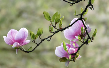 Картинка цветы магнолии весна магнолия цветущая