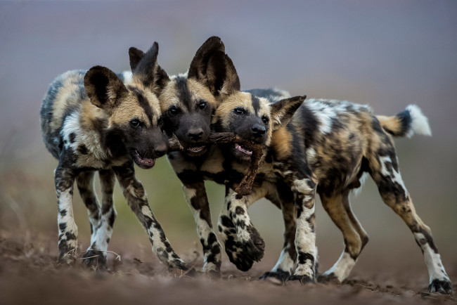 Обои картинки фото гиеновидная собака, животные, гиены,  гиеновые собаки, гиеновидная, собака, псовые, хищник, млекопитающее, шерсть, когти, оскал, зубы, африка