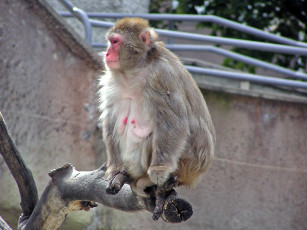 Картинка правда сексуальная животные обезьяны