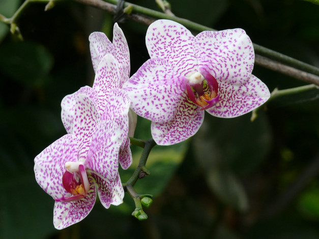 Обои картинки фото orchad, цветы, орхидеи