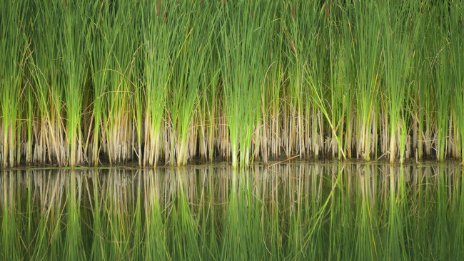 Обои картинки фото природа, другое, вода, трава