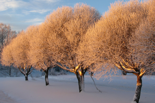 Обои картинки фото природа, деревья, закат, снег