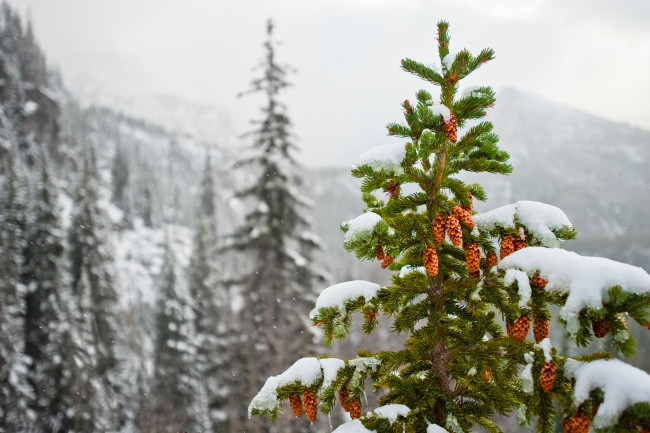 Обои картинки фото природа, зима, шишки, ёлка