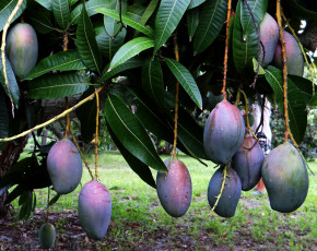 Картинка mango природа плоды дерево листья манго ветки