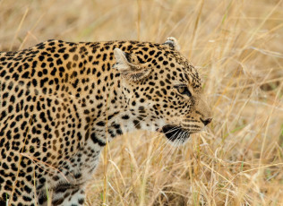 Картинка животные леопарды трава профиль морда леопард