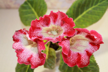 Картинка цветы глоксиния+ синнингия красные глоксиния