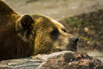 Картинка животные медведи профиль морда гризли лежит камень