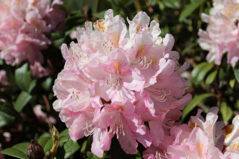 Картинка цветы рододендроны+ азалии розовый