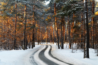 Картинка природа зима снег дорога сосны лес