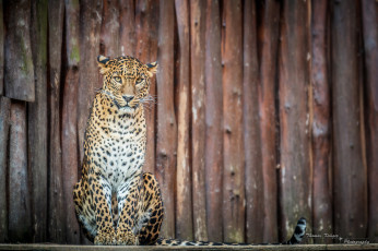 Картинка животные леопарды кошка