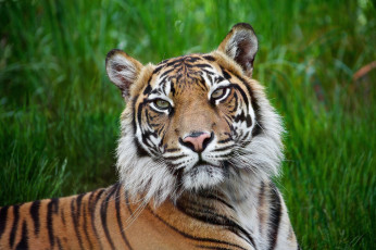 Картинка животные тигры морда тигр