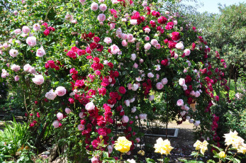 Картинка цветы розы кусты арка сад