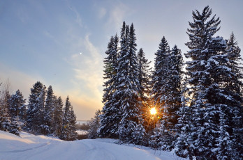 Картинка природа зима ели солнце снег