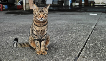 Картинка животные коты улица кот