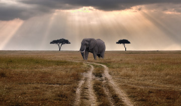 Картинка животные слоны трава тучи слон колея саванна деревья свет