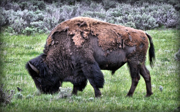 Картинка животные зубры +бизоны шерсть бизон луг трава