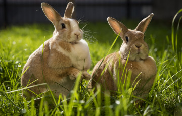 Картинка животные кролики +зайцы ушастики