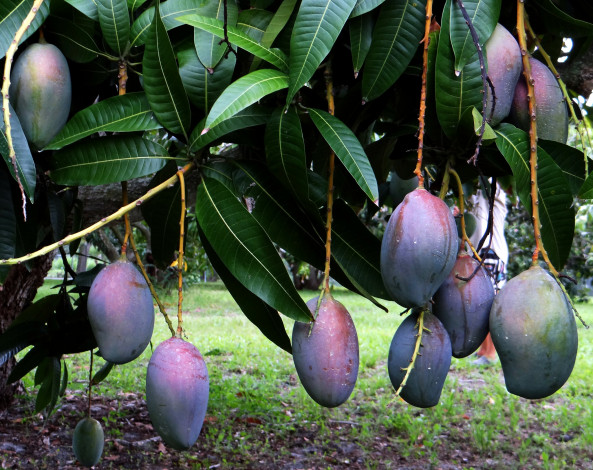 Обои картинки фото mango, природа, плоды, дерево, листья, манго, ветки