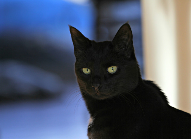 Обои картинки фото животные, коты, фон, взгляд, черный, кот