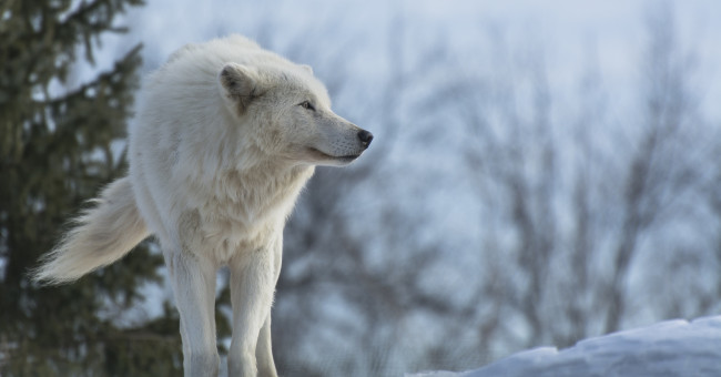 Обои картинки фото животные, волки, зима, белый, волк, снег