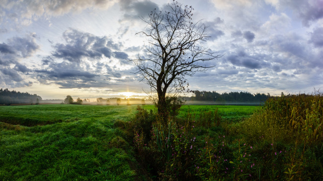 Обои картинки фото природа, деревья, поле, трава, дерево, горизонт, облака, свет, зарево