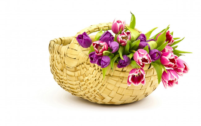 Обои картинки фото цветы, тюльпаны, бутоны, корзина