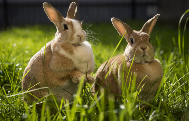 Обои картинки фото животные, кролики,  зайцы, ушастики