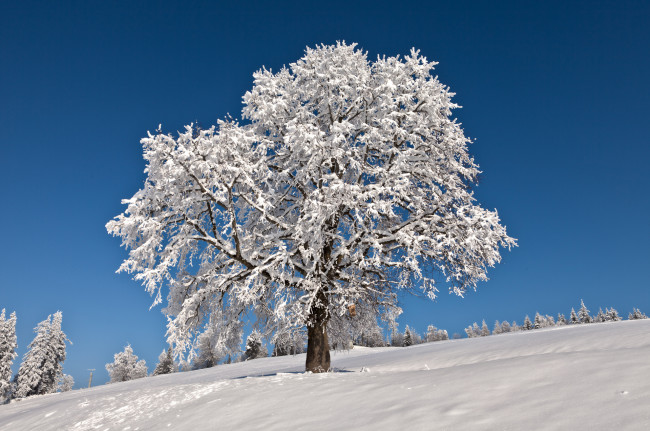 Обои картинки фото природа, деревья, дерево, снег