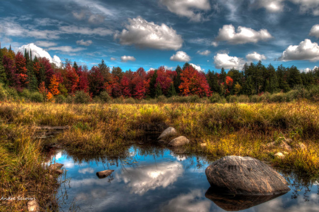 Обои картинки фото природа, пейзажи, осень, лес, краски, трава, вода, валуны