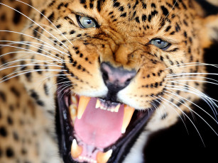 Картинка животные леопарды дикая кошка взгляд клыки рычание леопард