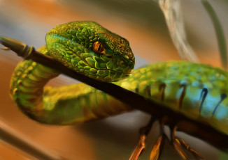 Картинка рисованное животные +змеи змея природа чешуя взгляд ветка ползет зеленая
