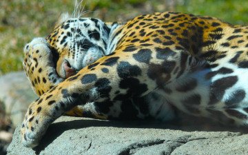 Картинка животные Ягуары лежит ягуар солнце природа морда лапы хищник