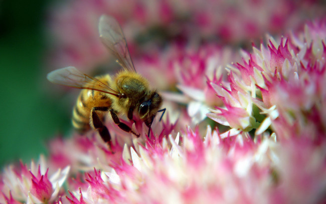 Обои картинки фото животные, пчелы,  осы,  шмели, цветок, пчела, розовый, нектар