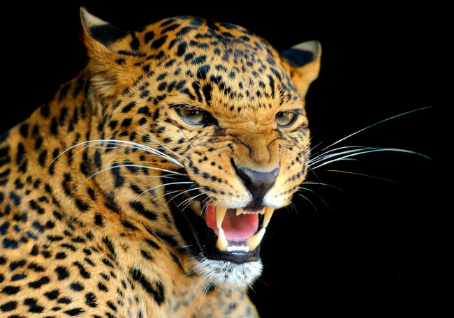 Обои картинки фото животные, леопарды, взгляд, клыки, рычание, леопард, дикая, кошка