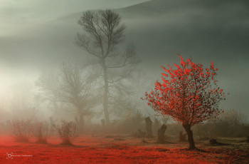Картинка природа деревья туман иней