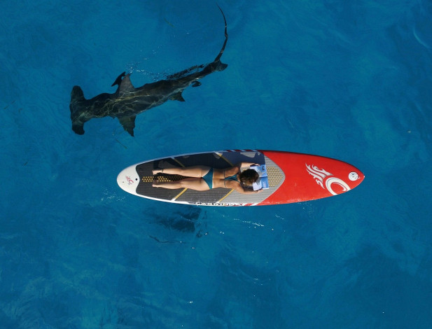 Обои картинки фото юмор и приколы, акула, девушка, море