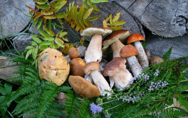 Обои картинки фото еда, грибы,  грибные блюда, подосиновики, боровики