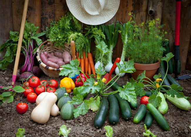 Обои картинки фото еда, овощи, помидоры, огурцы, свекла, картофель, урожай, укроп, кабачки