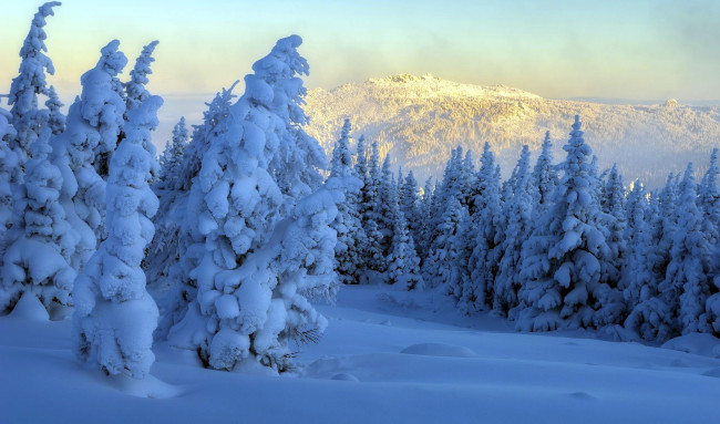 Обои картинки фото природа, лес, снег, зима, сугробы