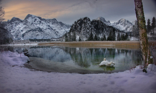 Обои картинки фото животные, лебеди, австрия, альпы, водоем, снег