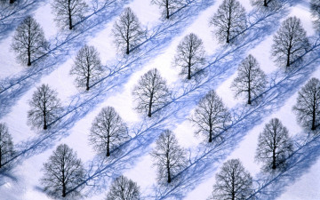 Картинка природа деревья тени склон снег ряды