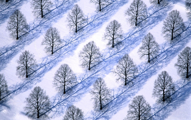 Обои картинки фото природа, деревья, тени, склон, снег, ряды
