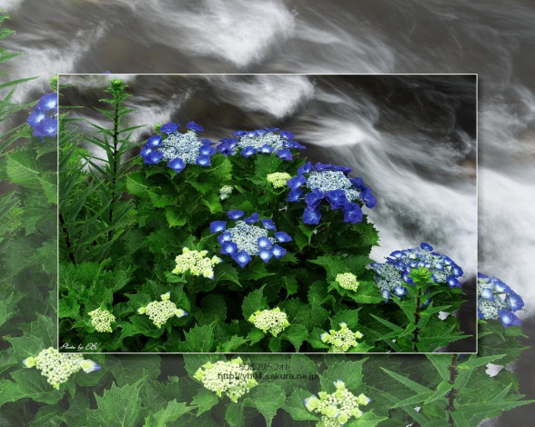 Обои картинки фото цветы, гортензия