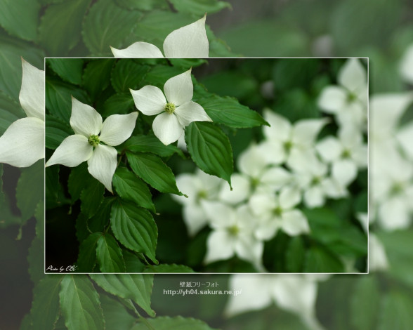 Обои картинки фото цветы, кизил