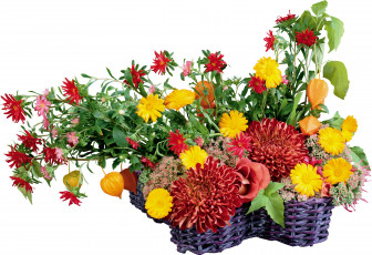 Картинка цветы букеты композиции ноготки физалис хризантемы
