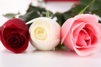 Картинка цветы розы красный розовый белый