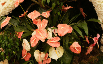 Картинка цветы антуриум цветок фламинго много