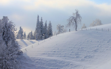 Картинка природа зима снег деревья забор